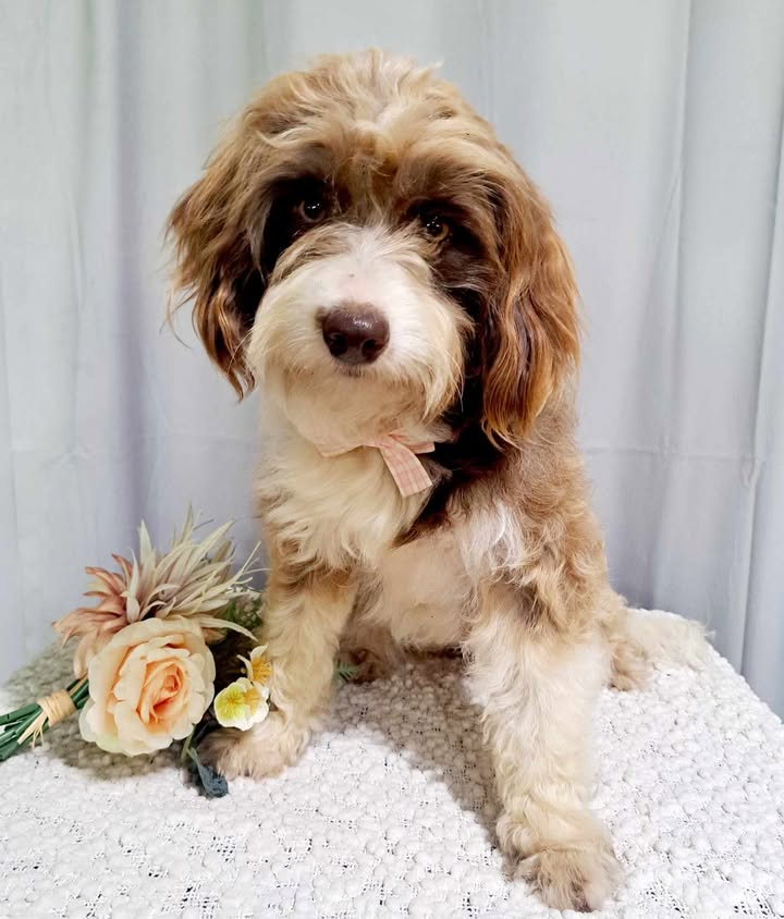 Bordoodle puppies for sale