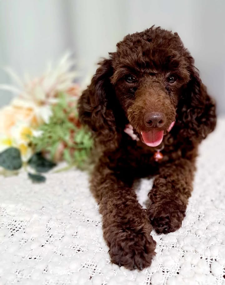 Poodle puppies for sale